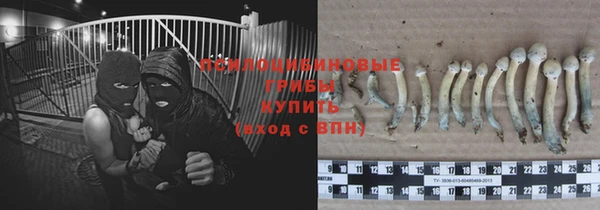 стаф Алзамай